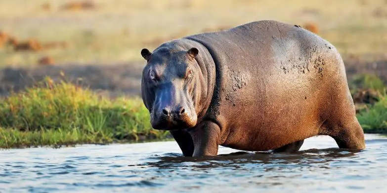 feature image for: Displaced Hippopotamuses Kill One, Terrorize Adamawa Communities