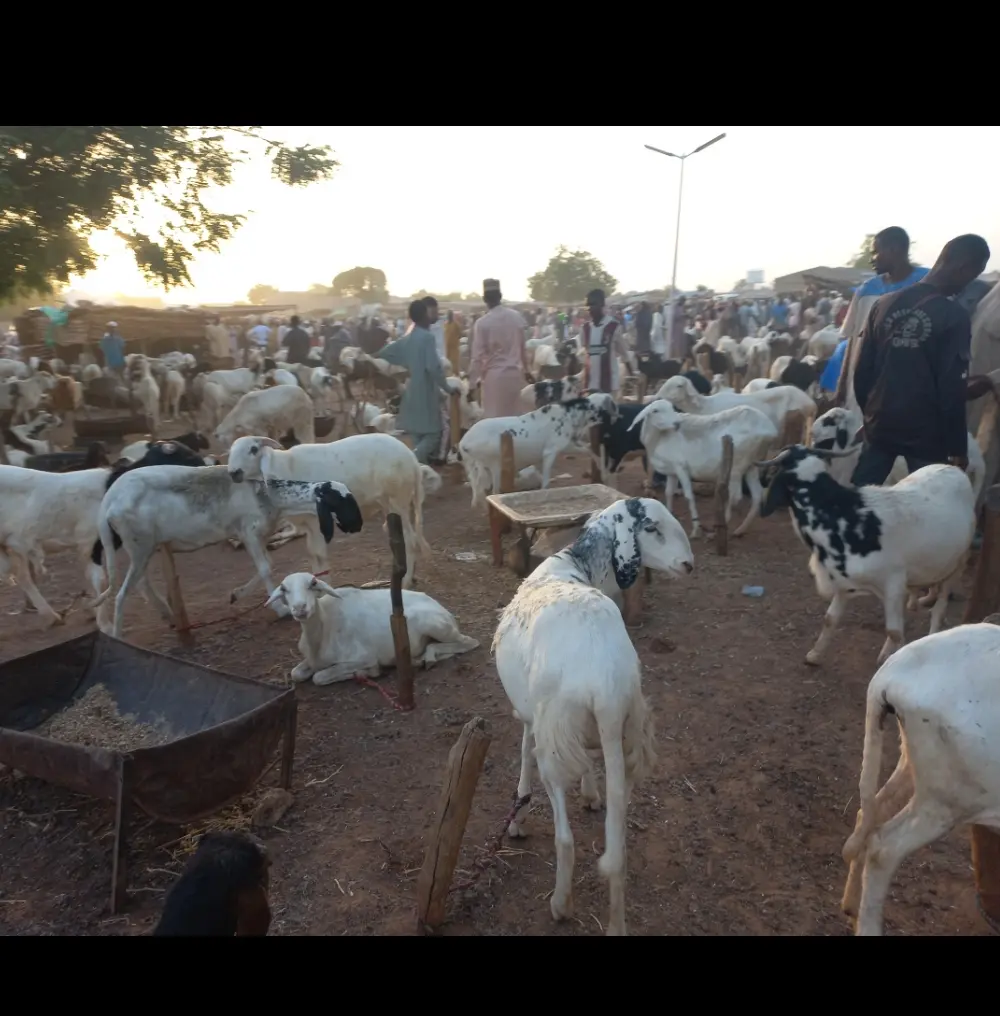 feature image for: Eid-el-Kabir: Damaturu Livestock Market Faces Severe Price Hike