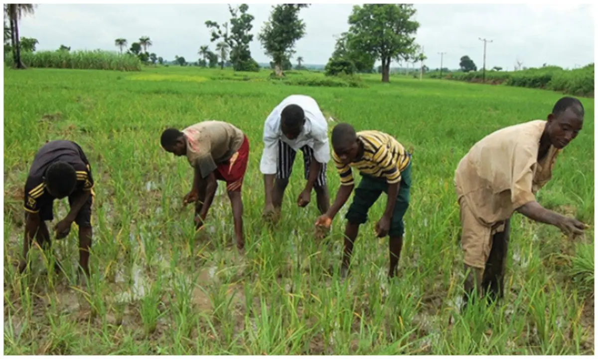 feature image for: Jigawa Farmers Raise Alarm Over Substandard Fertilisers Flooding Markets