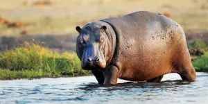 Displaced Hippopotamuses Kill One, Terrorize Adamawa Communities