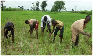 Jigawa Farmers Raise Alarm Over Substandard Fertilisers Flooding Markets