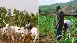 image for Police Broker Peace Between Farmers and Herdsmen in Imo Community